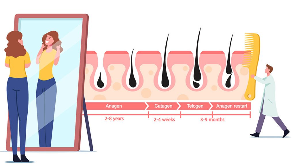 Normal Hair Cycle phases explained illustrated
