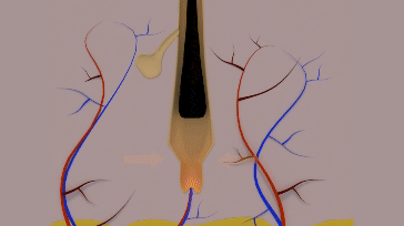 Animated hair cycle video Telogen phase