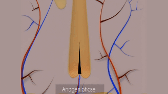 Anagen Phase animated video illustrated