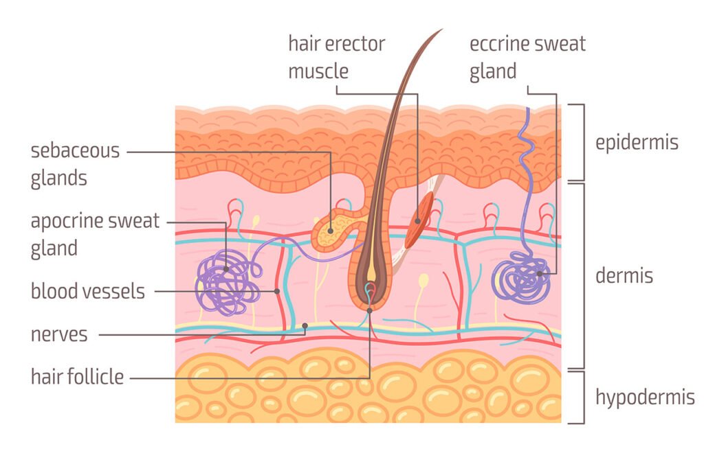 hair follicle anatomy structure